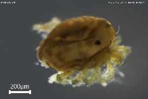  ( - BGPT_022_C11)  @11 [ ] Creative Commons Attribution NonCommercial ShareAlike (2025) (2025) Research Center in Biodiversity and Genetic Resources Research Center in Biodiversity and Genetic Resources