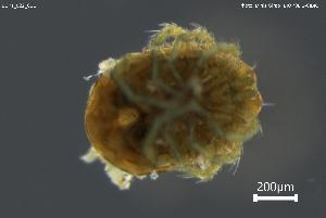  ( - BGPT_022_C11)  @11 [ ] Creative Commons Attribution NonCommercial ShareAlike (2025) (2025) Research Center in Biodiversity and Genetic Resources Research Center in Biodiversity and Genetic Resources