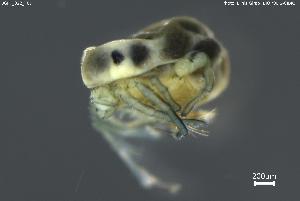  ( - BGPT_022_F07)  @11 [ ] Creative Commons Attribution NonCommercial ShareAlike (2025) (2025) Research Center in Biodiversity and Genetic Resources Research Center in Biodiversity and Genetic Resources