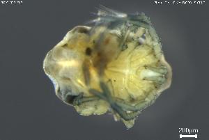  ( - BGPT_022_F07)  @11 [ ] Creative Commons Attribution NonCommercial ShareAlike (2025) (2025) Research Center in Biodiversity and Genetic Resources Research Center in Biodiversity and Genetic Resources