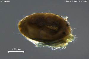  ( - BGPT_022_E09)  @11 [ ] Creative Commons Attribution NonCommercial ShareAlike (2025) (2025) Research Center in Biodiversity and Genetic Resources Research Center in Biodiversity and Genetic Resources