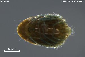  ( - BGPT_022_E09)  @11 [ ] Creative Commons Attribution NonCommercial ShareAlike (2025) (2025) Research Center in Biodiversity and Genetic Resources Research Center in Biodiversity and Genetic Resources