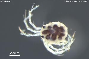  ( - BGPT_022_H08)  @11 [ ] Creative Commons Attribution NonCommercial ShareAlike (2025) (2025) Research Center in Biodiversity and Genetic Resources Research Center in Biodiversity and Genetic Resources