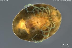  ( - BGPT_022_G01)  @11 [ ] Creative Commons Attribution NonCommercial ShareAlike (2025) (2025) Research Center in Biodiversity and Genetic Resources Research Center in Biodiversity and Genetic Resources