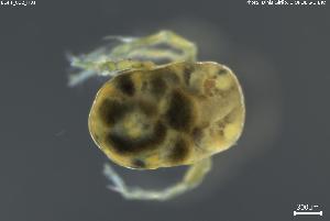  ( - BGPT_022_H01)  @11 [ ] Creative Commons Attribution NonCommercial ShareAlike (2025) (2025) Research Center in Biodiversity and Genetic Resources Research Center in Biodiversity and Genetic Resources