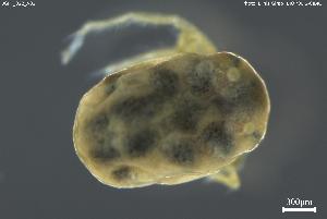  ( - BGPT_022_A02)  @11 [ ] Creative Commons Attribution NonCommercial ShareAlike (2025) (2025) Research Center in Biodiversity and Genetic Resources Research Center in Biodiversity and Genetic Resources