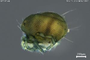  (Arrenurus leuckarti - BGPT_022_A06)  @11 [ ] Creative Commons Attribution NonCommercial ShareAlike (2025) (2025) Research Center in Biodiversity and Genetic Resources Research Center in Biodiversity and Genetic Resources