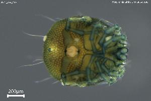  ( - BGPT_022_A06)  @11 [ ] Creative Commons Attribution NonCommercial ShareAlike (2025) (2025) Research Center in Biodiversity and Genetic Resources Research Center in Biodiversity and Genetic Resources