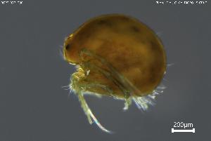  (Oxus musculus - BGPT_022_E08)  @11 [ ] Creative Commons Attribution NonCommercial ShareAlike (2025) (2025) Research Center in Biodiversity and Genetic Resources Research Center in Biodiversity and Genetic Resources