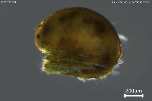  ( - BGPT_022_F08)  @11 [ ] Creative Commons Attribution NonCommercial ShareAlike (2025) (2025) Research Center in Biodiversity and Genetic Resources Research Center in Biodiversity and Genetic Resources