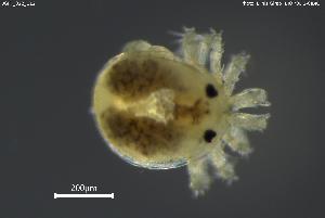  ( - BGPT_022_C12)  @11 [ ] Creative Commons Attribution NonCommercial ShareAlike (2025) (2025) Research Center in Biodiversity and Genetic Resources Research Center in Biodiversity and Genetic Resources