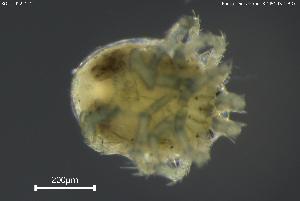  ( - BGPT_022_C12)  @11 [ ] Creative Commons Attribution NonCommercial ShareAlike (2025) (2025) Research Center in Biodiversity and Genetic Resources Research Center in Biodiversity and Genetic Resources