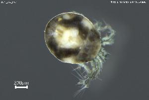  ( - BGPT_022_H07)  @11 [ ] Creative Commons Attribution NonCommercial ShareAlike (2025) (2025) Research Center in Biodiversity and Genetic Resources Research Center in Biodiversity and Genetic Resources