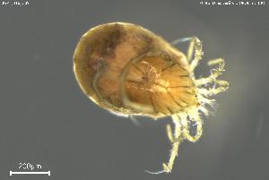  ( - BGPT_018_C09)  @11 [ ] Creative Commons Attribution NonCommercial ShareAlike (2025) (2025) Research Center in Biodiversity and Genetic Resources Research Center in Biodiversity and Genetic Resources