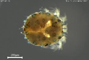  ( - BGPT_018_H08)  @11 [ ] Creative Commons Attribution NonCommercial ShareAlike (2025) (2025) Research Center in Biodiversity and Genetic Resources Research Center in Biodiversity and Genetic Resources