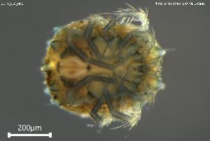  ( - BGPT_018_H08)  @11 [ ] Creative Commons Attribution NonCommercial ShareAlike (2025) (2025) Research Center in Biodiversity and Genetic Resources Research Center in Biodiversity and Genetic Resources