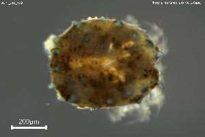  ( - BGPT_018_A09)  @11 [ ] Creative Commons Attribution NonCommercial ShareAlike (2025) (2025) Research Center in Biodiversity and Genetic Resources Research Center in Biodiversity and Genetic Resources