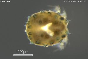  ( - BGPT_018_B09)  @11 [ ] Creative Commons Attribution NonCommercial ShareAlike (2025) (2025) Research Center in Biodiversity and Genetic Resources Research Center in Biodiversity and Genetic Resources