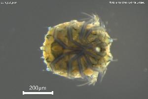  ( - BGPT_018_B09)  @11 [ ] Creative Commons Attribution NonCommercial ShareAlike (2025) (2025) Research Center in Biodiversity and Genetic Resources Research Center in Biodiversity and Genetic Resources