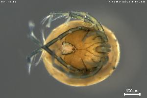  ( - BGPT_018_F05)  @11 [ ] Creative Commons Attribution NonCommercial ShareAlike (2025) (2025) Research Center in Biodiversity and Genetic Resources Research Center in Biodiversity and Genetic Resources