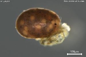  ( - BGPT_018_H03)  @11 [ ] Creative Commons Attribution NonCommercial ShareAlike (2025) (2025) Research Center in Biodiversity and Genetic Resources Research Center in Biodiversity and Genetic Resources