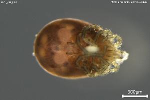  ( - BGPT_018_H03)  @11 [ ] Creative Commons Attribution NonCommercial ShareAlike (2025) (2025) Research Center in Biodiversity and Genetic Resources Research Center in Biodiversity and Genetic Resources