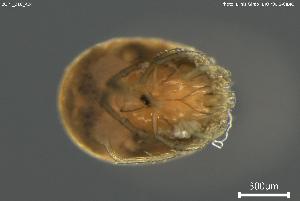  ( - BGPT_018_A04)  @11 [ ] Creative Commons Attribution NonCommercial ShareAlike (2025) (2025) Research Center in Biodiversity and Genetic Resources Research Center in Biodiversity and Genetic Resources