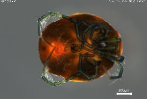  ( - BGPT_018_A03)  @11 [ ] Creative Commons Attribution NonCommercial ShareAlike (2025) (2025) Research Center in Biodiversity and Genetic Resources Research Center in Biodiversity and Genetic Resources