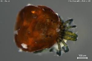  ( - BGPT_018_B03)  @11 [ ] Creative Commons Attribution NonCommercial ShareAlike (2025) (2025) Research Center in Biodiversity and Genetic Resources Research Center in Biodiversity and Genetic Resources