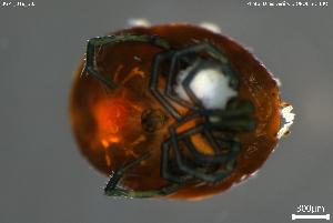  ( - BGPT_018_B03)  @11 [ ] Creative Commons Attribution NonCommercial ShareAlike (2025) (2025) Research Center in Biodiversity and Genetic Resources Research Center in Biodiversity and Genetic Resources