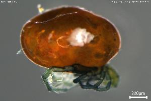  ( - BGPT_018_C03)  @11 [ ] Creative Commons Attribution NonCommercial ShareAlike (2025) (2025) Research Center in Biodiversity and Genetic Resources Research Center in Biodiversity and Genetic Resources