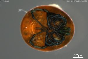  ( - BGPT_018_C03)  @11 [ ] Creative Commons Attribution NonCommercial ShareAlike (2025) (2025) Research Center in Biodiversity and Genetic Resources Research Center in Biodiversity and Genetic Resources