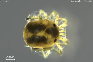  ( - BGPT_018_H09)  @11 [ ] Creative Commons Attribution NonCommercial ShareAlike (2025) (2025) Research Center in Biodiversity and Genetic Resources Research Center in Biodiversity and Genetic Resources