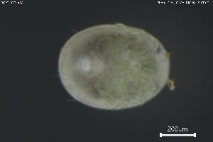  ( - BGPT_022_A08)  @11 [ ] Creative Commons Attribution NonCommercial ShareAlike (2025) (2025) Research Center in Biodiversity and Genetic Resources Research Center in Biodiversity and Genetic Resources