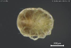  ( - BGPT_022_D08)  @11 [ ] Creative Commons Attribution NonCommercial ShareAlike (2025) (2025) Research Center in Biodiversity and Genetic Resources Research Center in Biodiversity and Genetic Resources