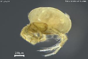  (Limnesia atlantica - BGPT_022_A01)  @11 [ ] Creative Commons Attribution NonCommercial ShareAlike (2025) (2025) Research Center in Biodiversity and Genetic Resources Research Center in Biodiversity and Genetic Resources