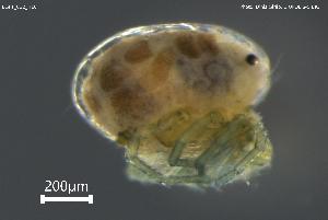  ( - BGPT_022_H10)  @11 [ ] Creative Commons Attribution NonCommercial ShareAlike (2025) (2025) Research Center in Biodiversity and Genetic Resources Research Center in Biodiversity and Genetic Resources