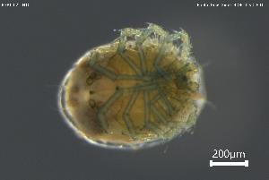  ( - BGPT_022_H10)  @11 [ ] Creative Commons Attribution NonCommercial ShareAlike (2025) (2025) Research Center in Biodiversity and Genetic Resources Research Center in Biodiversity and Genetic Resources