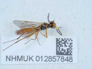  ( - NHMUK012857848)  @11 [ ] Unspecified (default): All Rights Reserved  Unspecified Unspecified