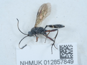  ( - NHMUK012857849)  @11 [ ] Unspecified (default): All Rights Reserved  Unspecified Unspecified