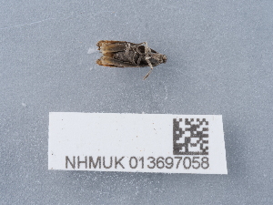  ( - NHMUK013697058)  @11 [ ] Unspecified (default): All Rights Reserved  Unspecified Unspecified