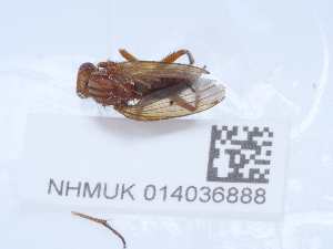  ( - NHMUK014036888)  @11 [ ] Unspecified (default): All Rights Reserved  Unspecified Unspecified