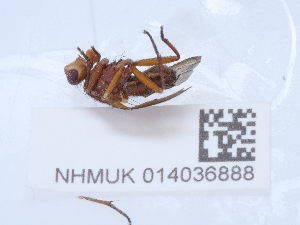  ( - NHMUK014036888)  @11 [ ] Unspecified (default): All Rights Reserved  Unspecified Unspecified