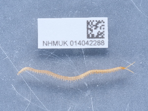  ( - NHMUK014042288)  @11 [ ] Unspecified (default): All Rights Reserved  Unspecified Unspecified