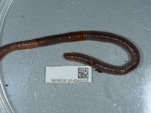  (Lumbricus rubellus tristani - NHMUK014043110)  @11 [ ] Unspecified (default): All Rights Reserved  Unspecified Unspecified