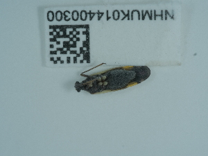  (Calocoris stysi - NHMUK014400300)  @11 [ ] Unspecified (default): All Rights Reserved  Unspecified Unspecified