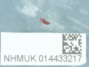  ( - NHMUK014433217)  @11 [ ] Unspecified (default): All Rights Reserved  Unspecified Unspecified