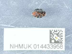  ( - NHMUK014433958)  @11 [ ] Unspecified (default): All Rights Reserved  Unspecified Unspecified
