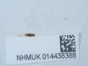  ( - NHMUK014438388)  @11 [ ] Unspecified (default): All Rights Reserved  Unspecified Unspecified
