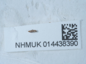  ( - NHMUK014438390)  @11 [ ] Unspecified (default): All Rights Reserved  Unspecified Unspecified
